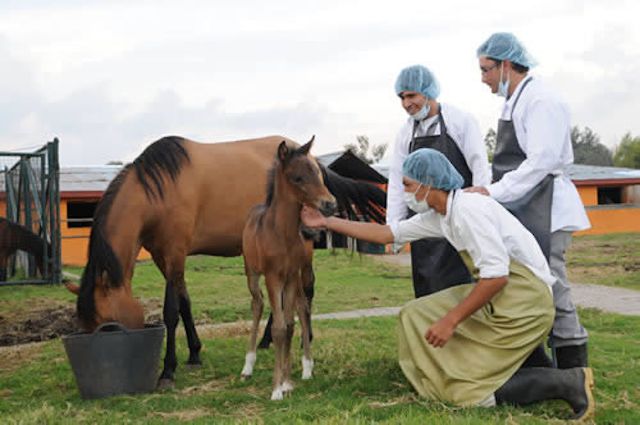Mejores universidades en Ecuador para estudiar online Zootecnia